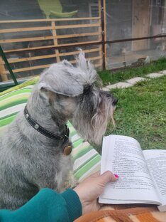 Цвергшнауцер Белка