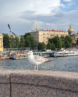 Санкт-Петербург в июле 2026