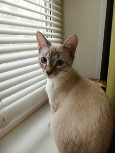 It's Isa🐱🐈