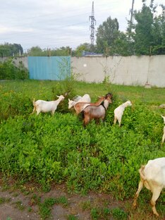 Производители сыра.