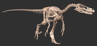 Живые ископаемые