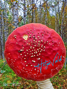 ФУНГОТЕРАПИЯ