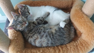 Видео с домашними животными