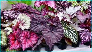 Декоративно-лиственные