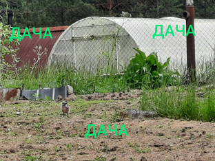 Дачные сезоны