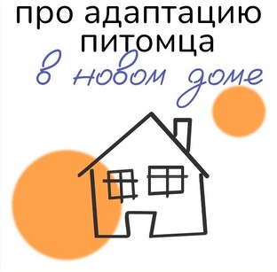 про адаптацию питомца в новом доме