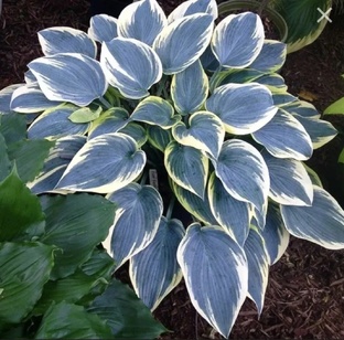 Мои садово-огородные увлечения