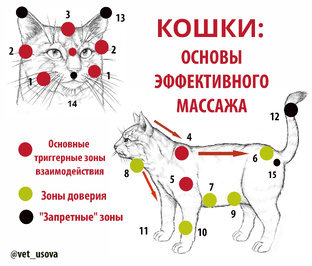 Массаж и акупунктура для животных