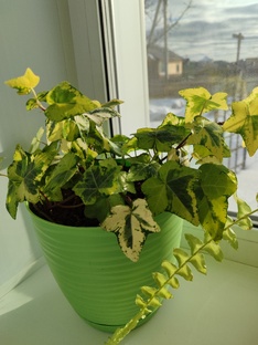 Оранжерея комнатных цветов