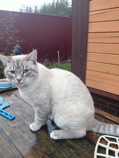 Наши любимые зверюшки