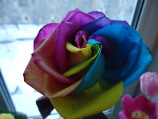 Цветик-семицветик или чудеса вокруг нас