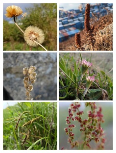 Растения Крестовой сопки