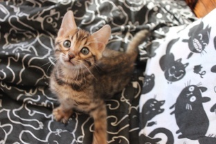 Шишка 😺