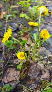 Готовим из того, что дала природа