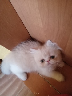 Комочек счастья