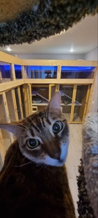 Кота Столица в Санкт-Петербурге