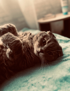 Месть пушистых