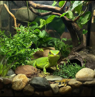 Практические советы по уходу за рептилиями