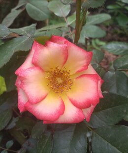 Зацветают первыми