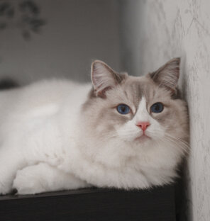 Пушистый контент