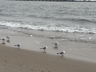 Балтийский берег 