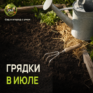 Грядки в июле: полив, почва и подкормки