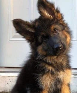 собачки💕💕