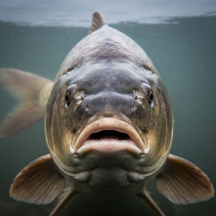 Все о рыбалке