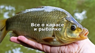 Всё о карасе: секреты ловли, снасти и рабочие насадки