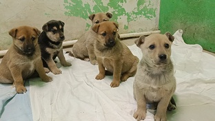 Мама Чика и 5 щенков с промзоны 