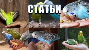 Статьи о попиках