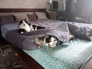 Полочка для котиков