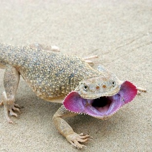 Круглоголовка: ящерица-песчаный гений пустыни