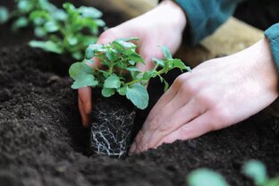 Как сажать и ухаживать за растениями.