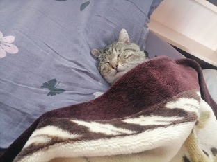 Отчеты по сбору средств