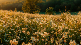 Про гречишный мёд