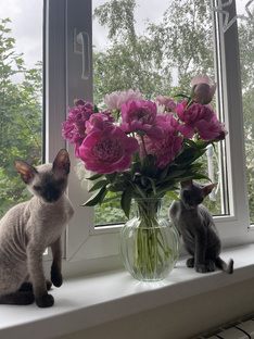 Мои слушатели