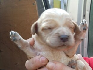 Собака родила 5 щенков под полом многочисленного дома и пропала 