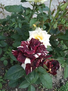 Переезд на юг