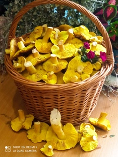 Грибы и корзины Татьяны Смирновой