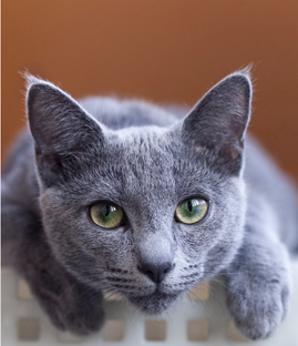 Породы кошек