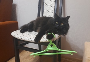 Заметки о Лео