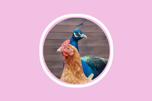 Птичий уголок в парке Яуза