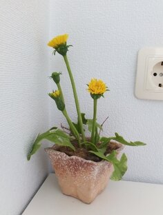 Искусство своего мастерства