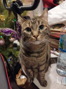 Наша кошка Тильда