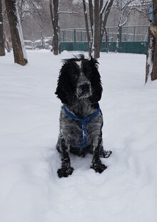 ...призадумался, Барбос...