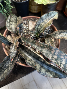 Сансивьерии 