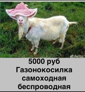 Козье царство 