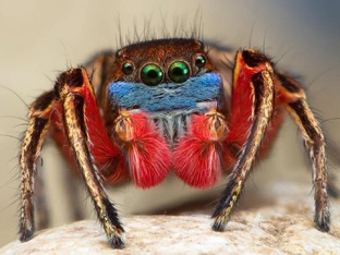 Другие пауки видео