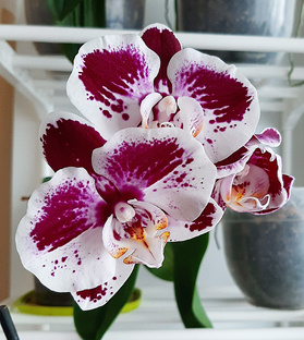 Орхидеи 